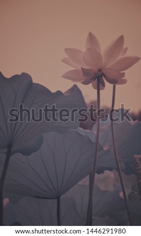 The fantastic colors of lotus flower in infrared photography.
