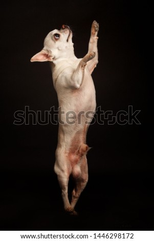 chihuahua dog on the black background