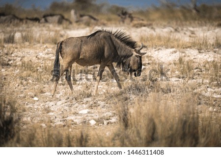 Gnu antelope in Etosha Park, Namibia