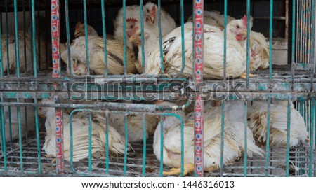 A bunch of white chickens inside a cage