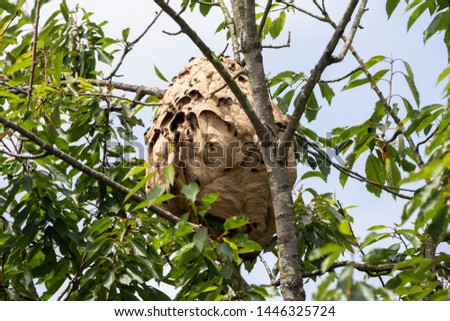 secondary nest of asian wasp in a cherry tree with wasps Royalty-Free Stock Photo #1446325724