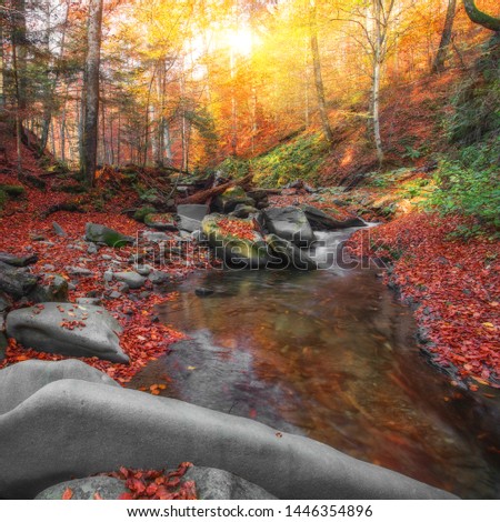 picturesque autumn forest, mountains river at morning sunlight, amazing nature season, scenic sunrise wallpaper, Europe, Ukraine, Carpathians 