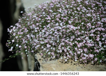 Creeping gypsophila-a flowering plant of the clove family, growing in the mountains of Central and southern Europe, called creeping plaster