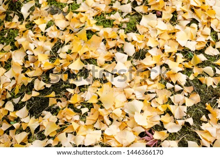 Golden colored Ginkgo leaves on the ground in autumn