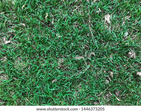 grass texture and background. grass floor. weeds. can be used for parts of design and texture.
