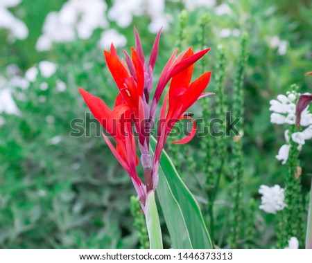 Colorful red flowers in green and white grass  background
