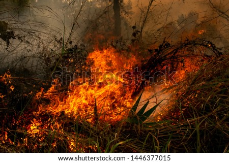 Fire in the jungle of Thailand. Fire in the forest, burning grass, trees and shrubs. Smoke above the ground on the background of the flame