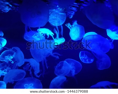 Beautiful jellyfishes in Japanese  aquarium