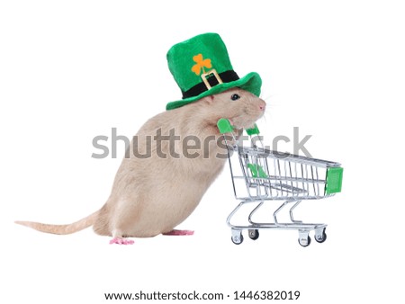 Rat wearing green Saint Patrick celebration hat