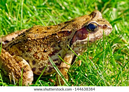 frog sitting on the grass and looking at camera