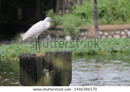 Egret on the timber in the middle of the river, waiting for the victims