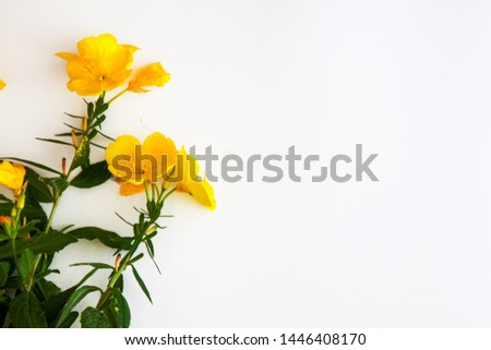 Yellow flowers isolated on white background. Flat lay. View from above. Copy space..