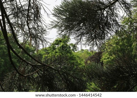 View from above the trees Royalty-Free Stock Photo #1446414542