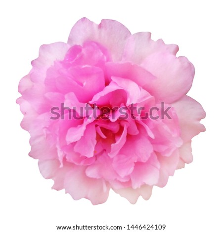 Pink Damask Rose on white isolated  background with clipping path 