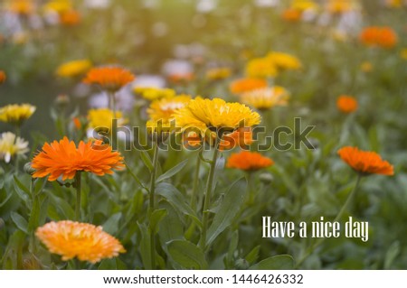 have a nice day - text on a bright background of orange, yellow calendula flowers