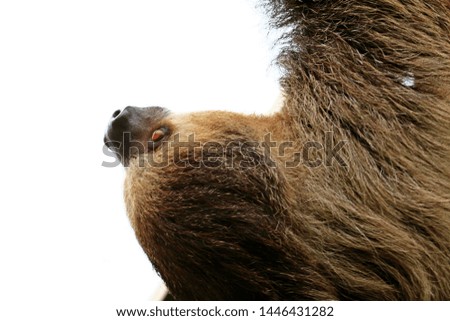 close-up of a sloth with the eye and the snout highlighted on a white background. typical long and thick hair.
