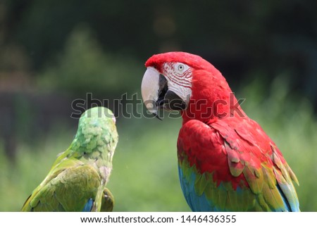two parrots sitting on a tree Royalty-Free Stock Photo #1446436355