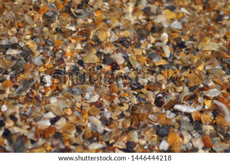 sea ​​bottom, sand and shells under clear water.