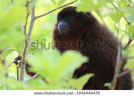 Monkey in between leaves looking Royalty-Free Stock Photo #1446444470