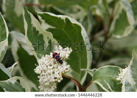 Insects on flowers of ornamental bush Derain on the background of green leaves with white border