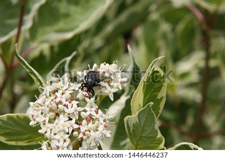 Insects on flowers of ornamental bush Derain on the background of green leaves with white border