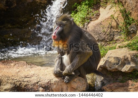 Mandrill, Mandrillus sphinx. Close up of a male mandrill against the background of a waterfall. Animal and wildlife world