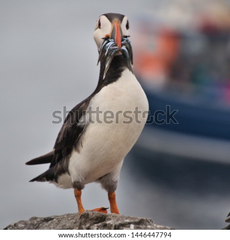A picture of a Puffin on Farne Islands with Sand Eels