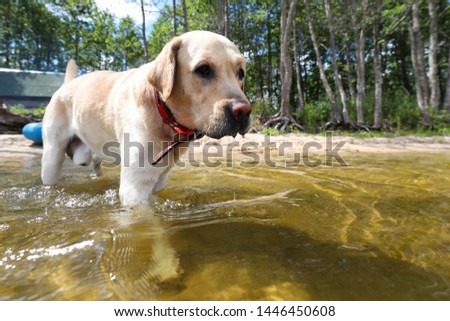 The dog is bathed in the clear water of the pond