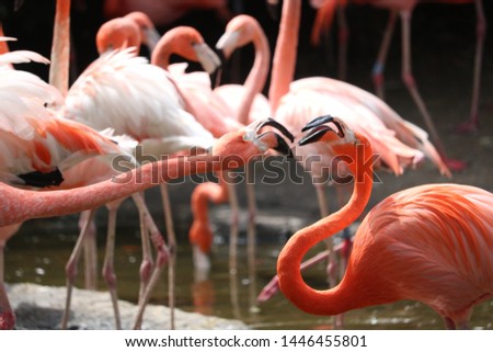 Two flamingoes fighting each other Royalty-Free Stock Photo #1446455801