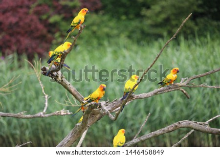 Yellow canarys in a tree together Royalty-Free Stock Photo #1446458849