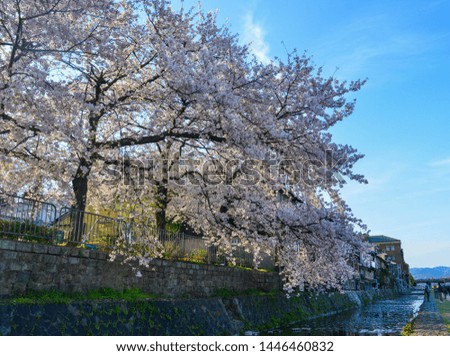Cherry blossom (hanami) in Kyoto, Japan. Cherry blossom festivals are one of the most colorful events of the year in Japan.