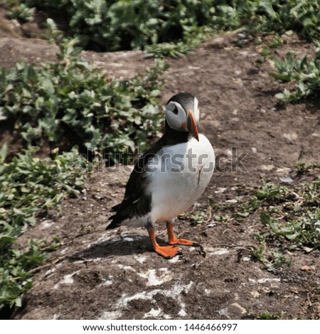 A picture of a Puffin on Farne Islands
