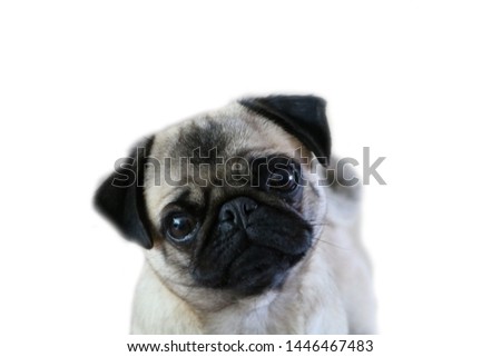 Pug with completely white background Royalty-Free Stock Photo #1446467483