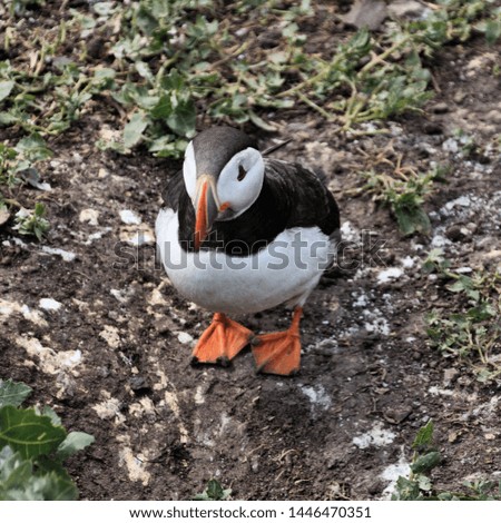 A picture of a Puffin on Farne Islands
