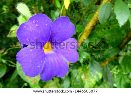 Close up picture of purple bengal clockvine (Thunbergia grandiflora) after rain in the green garden.
