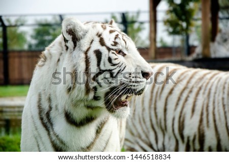picture of the white tiger