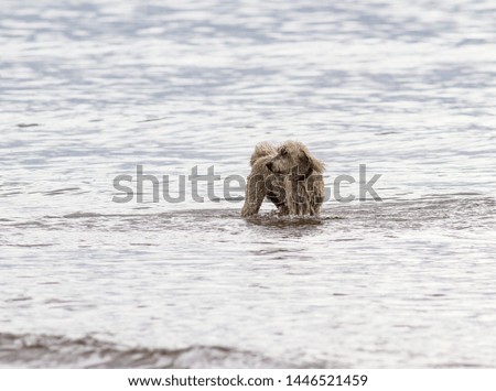Dog playing in the surf on a cloudy day