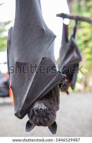 Close up of two Giant bats hanging upside down in Bali, Indonesia