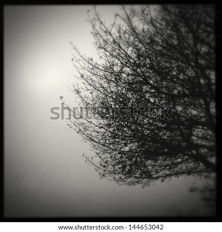 Tree branches in fog. Copy space