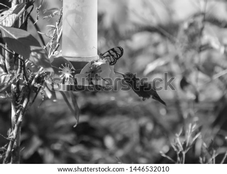 Feeding hummingbird with butterfly in Parque das Aves, Brazil