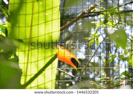 Toucan hiding, and failing to do so, behind a leaf