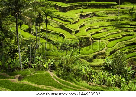 Tegallalang, Ubud, Bali. The most dramatic and spectacular rice terraces in Bali can be seen near the village of Tegallalang. Royalty-Free Stock Photo #144653582