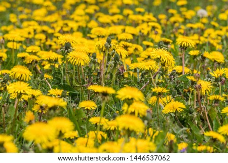 yellow dandelion field, sharpened by the center of the picture, everything is blurred around