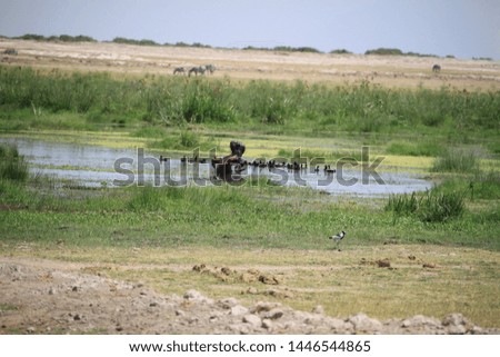 

Hippopotamus in the Amboseli National Park Kenya