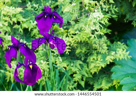 Close up of purple iris flowers on natural green background with copy space