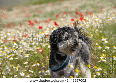 black mongrel dog in the middle of the flower field