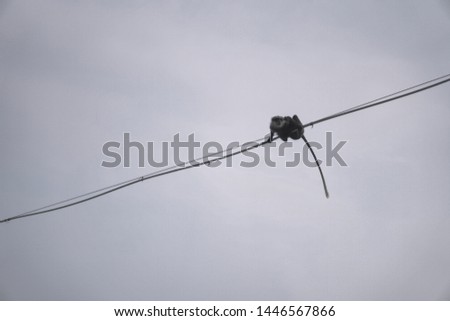 Funny wild monkey in the nature of Asia. Animal on the wires above the water. Types of Sri Lanka. Tourist routes of tropical fauna. Stock photo