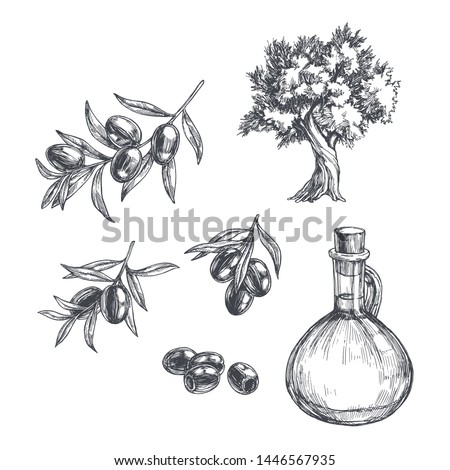 Vector vintage olive set isolated on white. Hand drawn illustrations of tree, branches with leaves and black fruits and bottle of oil in engraving style. Sketch with plants and pitcher. Royalty-Free Stock Photo #1446567935