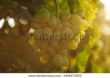 Grapes in the sun. Nature