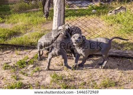 Staffordshire Terrier puppies, sitting in an aviary, want to walk in the wild and ask the owner to let them go for the active development of the exterior and rapid growth, running around the field fun